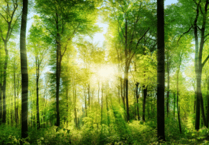 Tranquil forest scene with sunlight beaming through the trees climate action plan